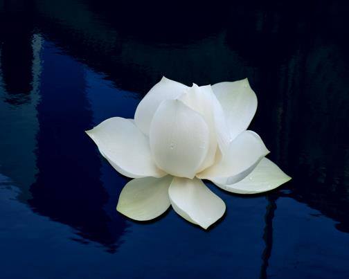 Melbourne Reiki Healing